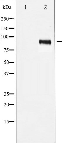 IGF1R (phospho Tyr1131) / Insulin Receptor (phospho Tyr1146) antibody