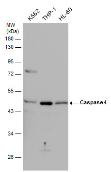 Caspase 4 antibody