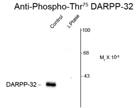 DARPP-32 (phospho Thr75) antibody