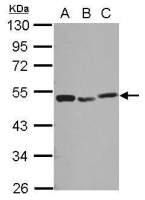 PSMC3 antibody