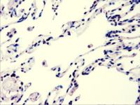 AKT3 antibody [9B2]