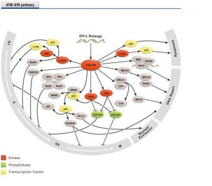 ATM signaling pathway Antibody Panel (ATM, ATR, p53, BRCA1, CtIP, CHK1, CHK2, MDM2)