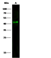 Aminoacylase 1 antibody [7A11C6C2]