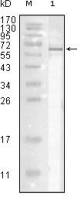 Influenza A virus Nucleoprotein antibody [9C11]