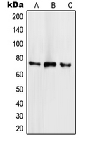 SCML2 antibody