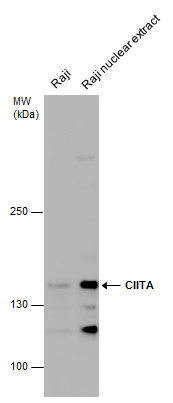 CIITA antibody