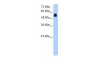 CRISPLD2 antibody, N-term