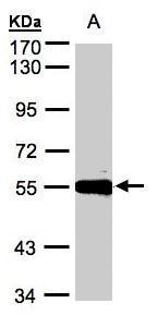 Carboxypeptidase M antibody [N1C2]
