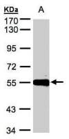 Carboxypeptidase M antibody [N1C2]