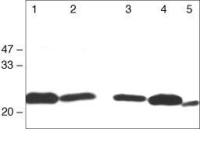 Claudin 1 antibody