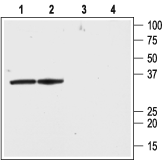 KCNAB2 antibody