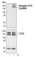 FLT3 (phospho Tyr969) antibody [T.602.6]