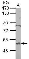 BTBD10 antibody [N3C3]