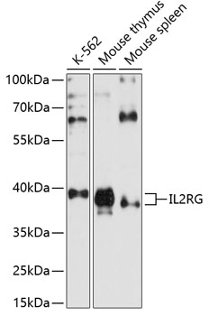 IL2 Receptor gamma antibody