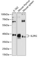 IL2 Receptor gamma antibody