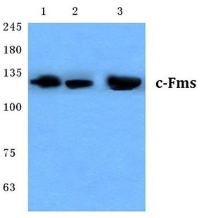 M-CSF Receptor antibody