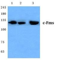 M-CSF Receptor antibody
