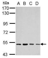 SOX30 antibody