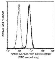 Coxsackie Adenovirus Receptor antibody [271]