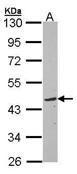 TOM1L1 antibody [C3], C-term