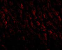 Her2 / ErbB2 antibody