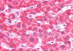 CMG1 antibody, C-term