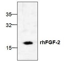 FGF2 antibody