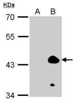 KLF1 antibody [N1], N-term