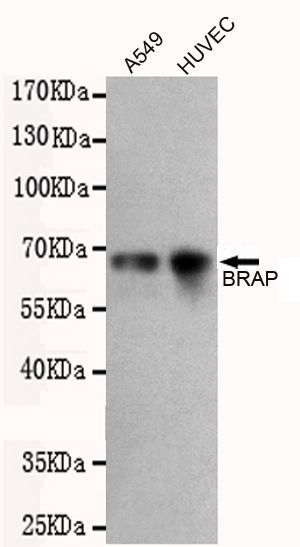 BRAP antibody [1E7-C9-D10-B10]
