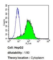 CYP3A7 antibody [F19 P2 H2]