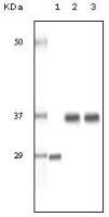 SRA antibody [1D4H8]