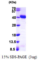 Human APE1 protein, T7 tag