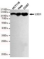 LsD1 antibody [1E5-H2]