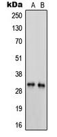 PRSS3 antibody