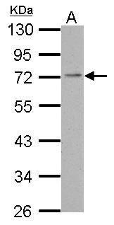 PDE4C antibody [N3C2], Internal