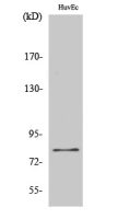 FASTKD2 antibody