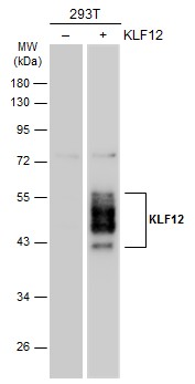KLF12 antibody