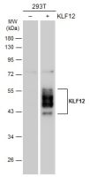 KLF12 antibody