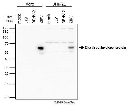Zika virus Envelope protein antibody