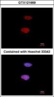 Histone H1S35ph (phospho Ser35) antibody