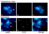 5-Methylcytosine / 5-mC antibody [5MC-CD] (FITC)