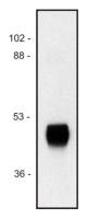 Horseradish Peroxidase antibody [HP-03]