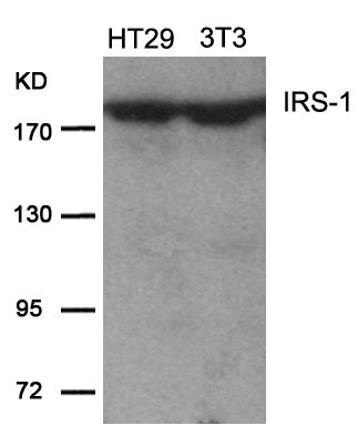 IRS1 antibody