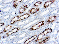 Ezrin antibody [3C12]