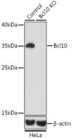 BCL10 antibody