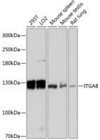 Integrin alpha 8 antibody