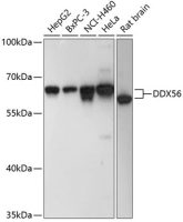 DDX56 antibody