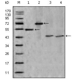 Apolipoprotein A4 antibody [2D1C9]