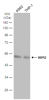 WIPI2 antibody