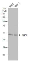 WIPI2 antibody